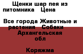 Щенки шар-пея из питомника › Цена ­ 15 000 - Все города Животные и растения » Собаки   . Архангельская обл.,Коряжма г.